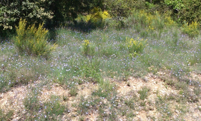 Balade dans le Colorado provençal - Rustrel (84) - Page 2 Week-368