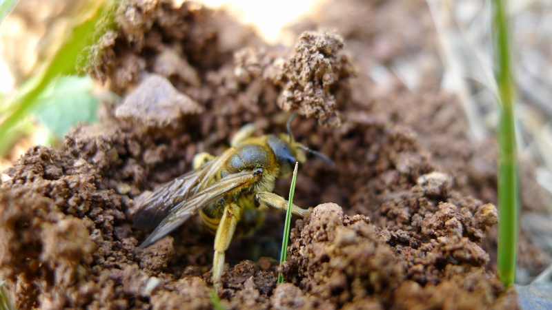 abeille sur le sol Abeill10