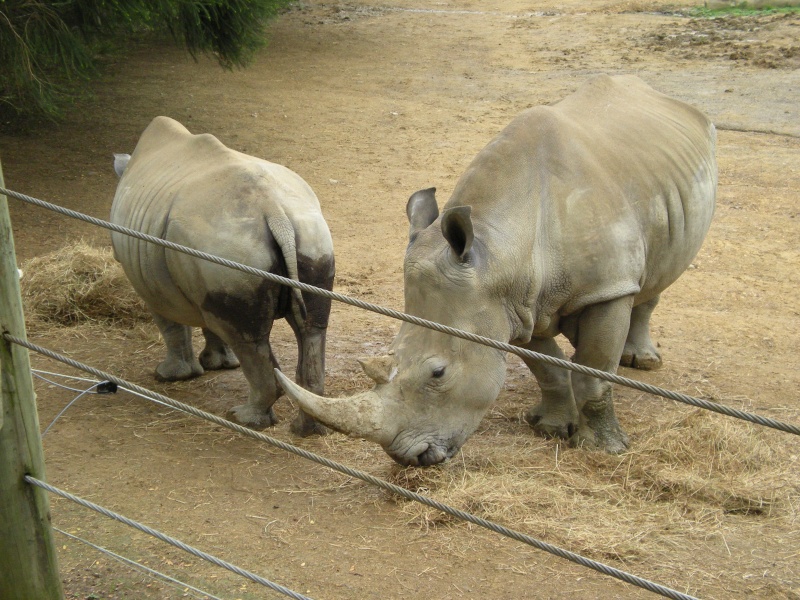 A visit to my local zoo Dscn1010