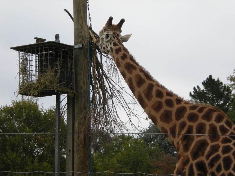 A visit to my local zoo Dscn1019