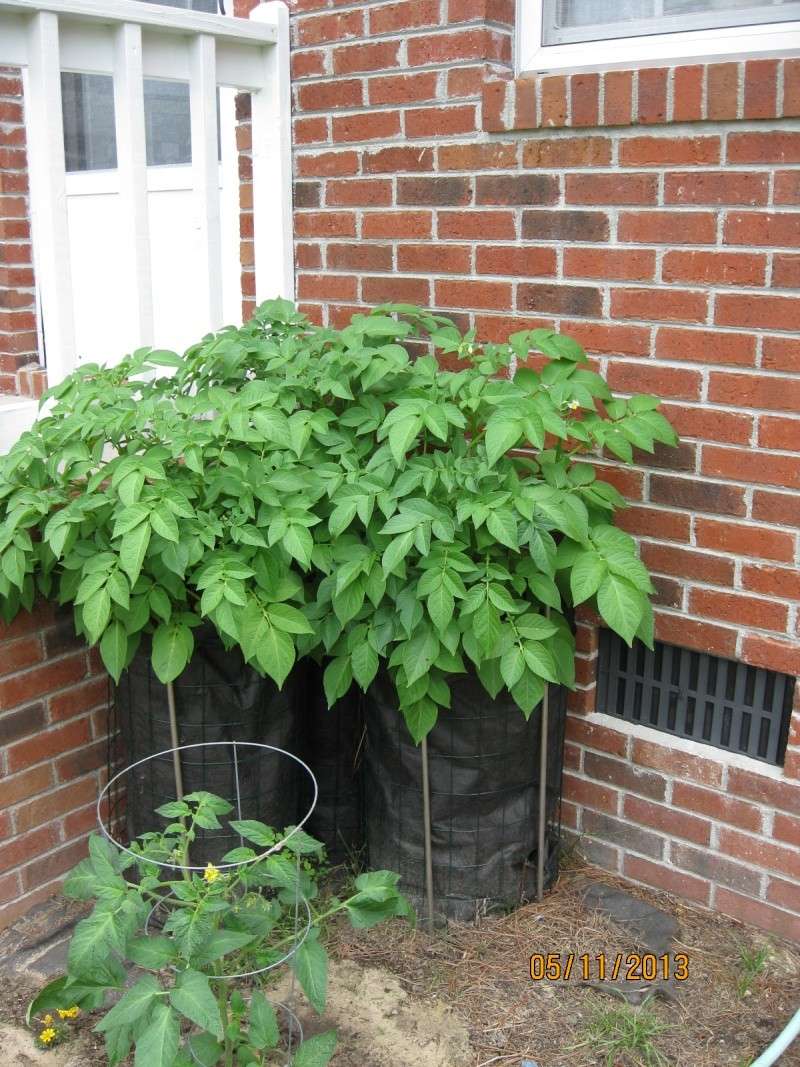 cool idea for growing potatoes Potato11