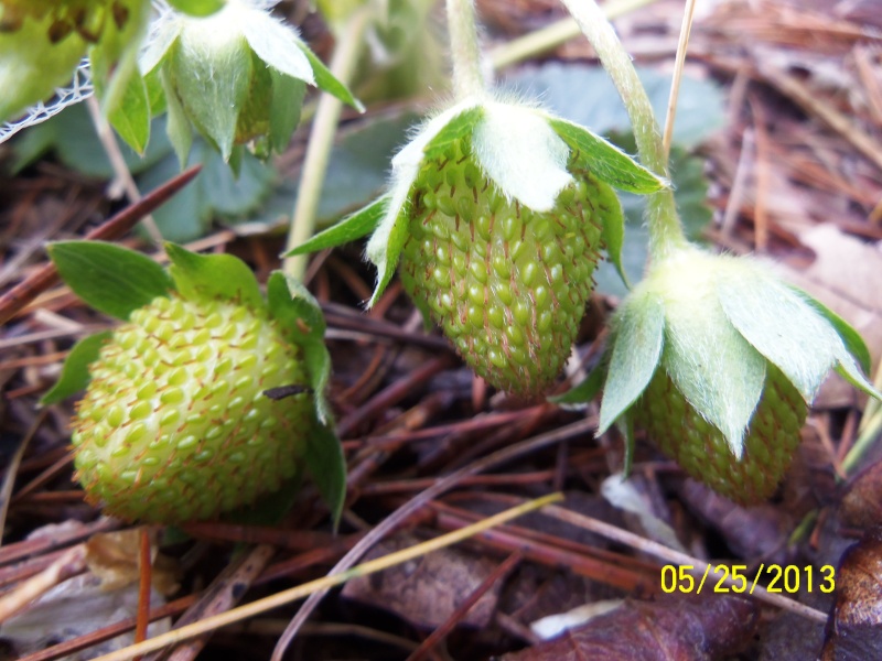 thinning - May 2013 New England - Page 6 100_6823