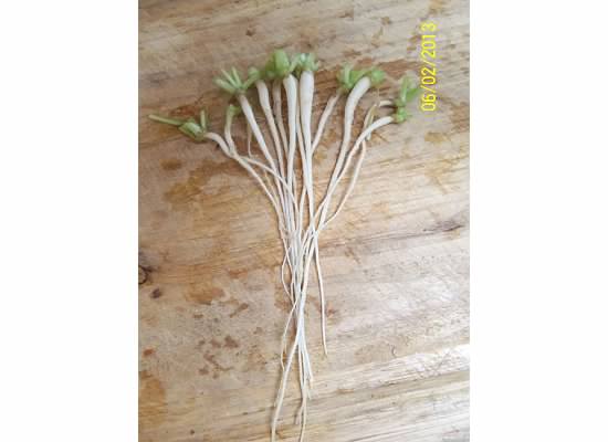Daikon radishes? Photo110