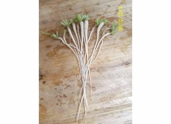 Daikon radishes? Photo110