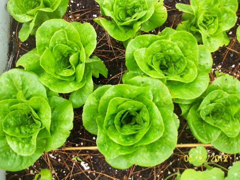 Question for Experienced Lettuce Gardeners Photo210
