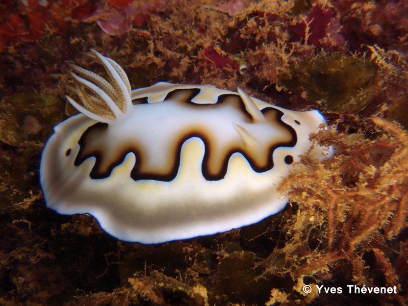 Chromodoris coi. Nudibranche. Goro-211