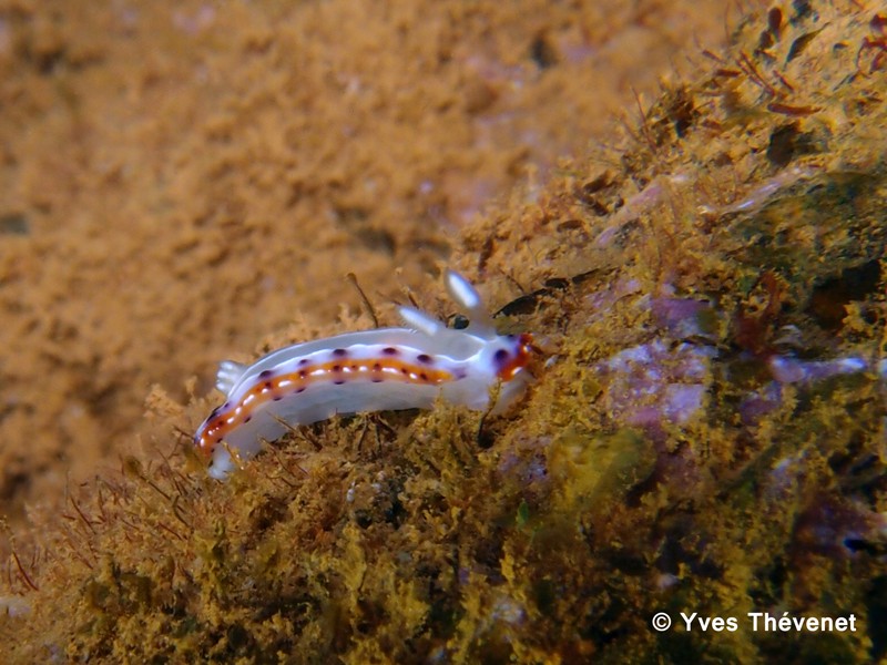 Chromodoris decora. Nudibranche. Goro-213