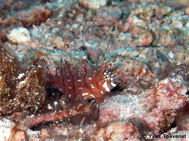 Novaculichthys taeniourus, Labre masqué. Lifou-12