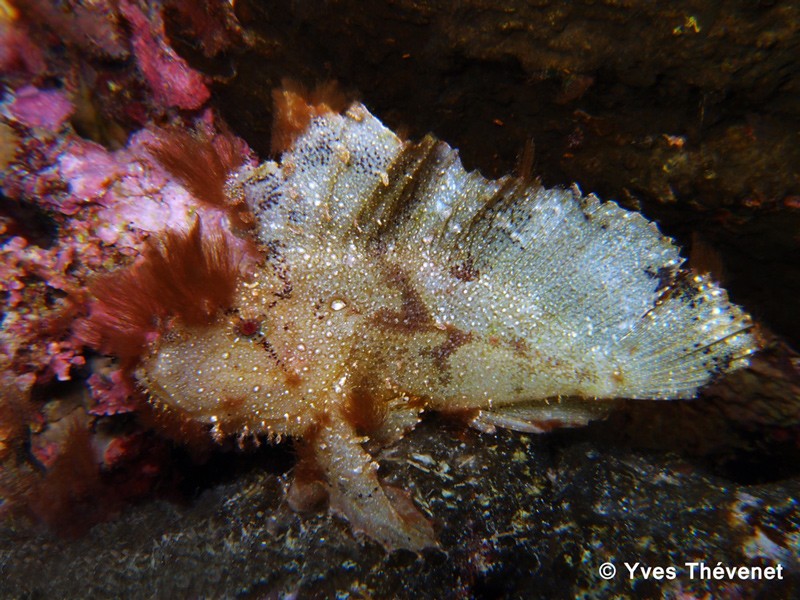 Taenianotus triacanthus, Poisson-feuille. Lifou-14