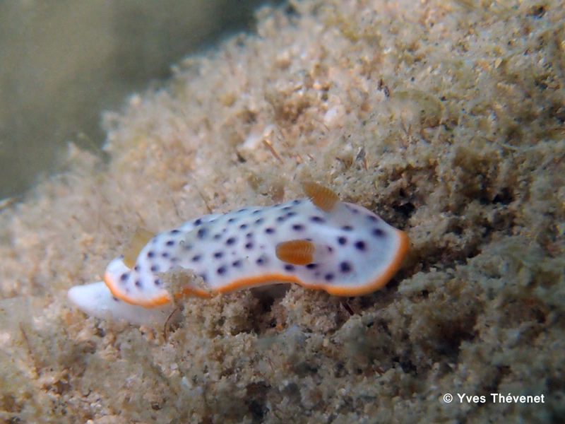 Chromodoris aspersa. Nudibranche. Rav-2010