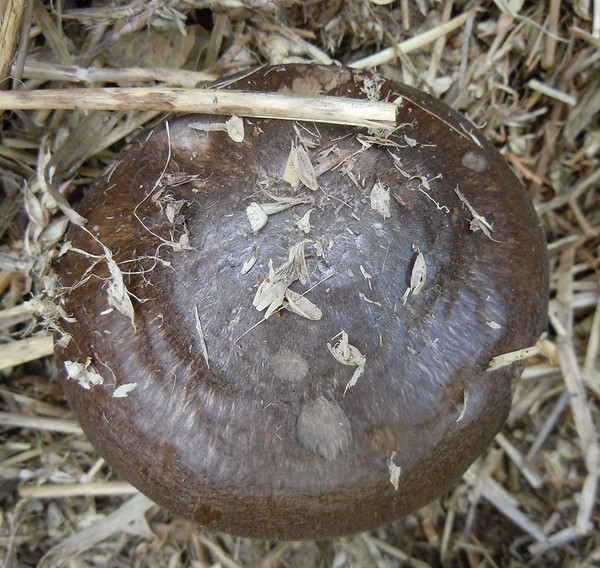Champignons dans un paillis (Pluteus cervinus) Champi18