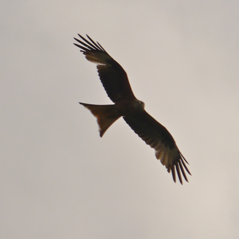 Red Kites P1000710