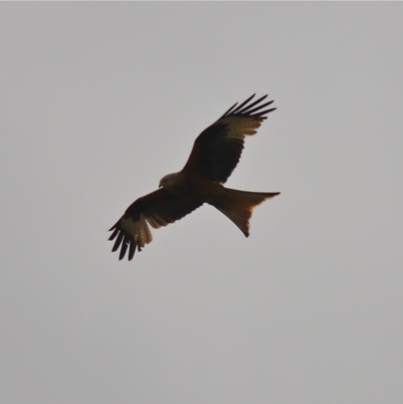 Red Kites P1000711