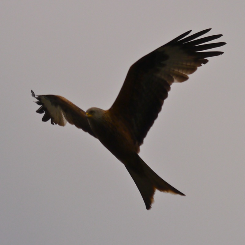 Red Kites P1000712