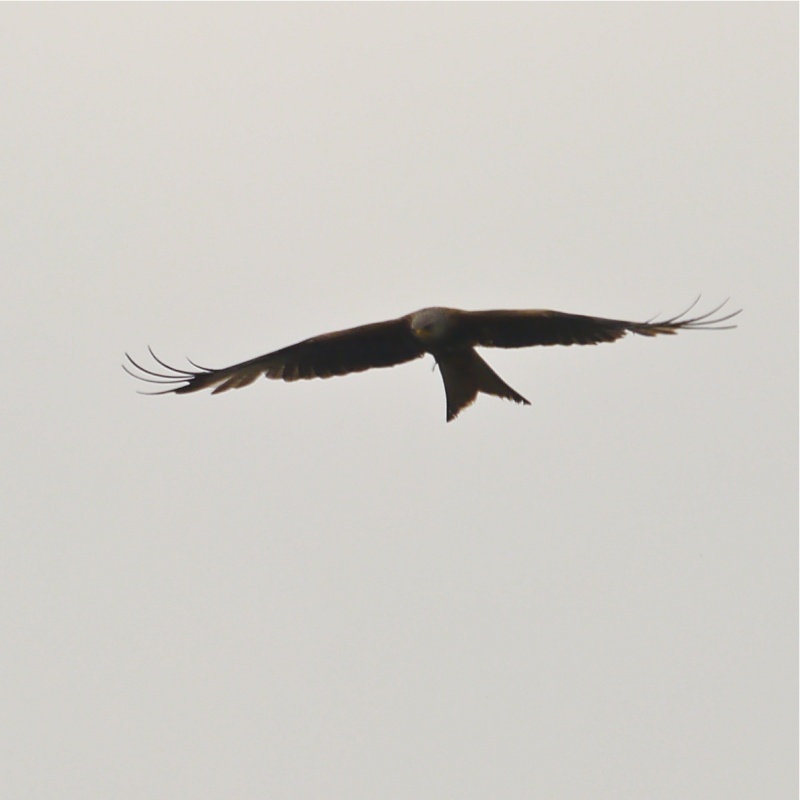 Red Kites P1000713