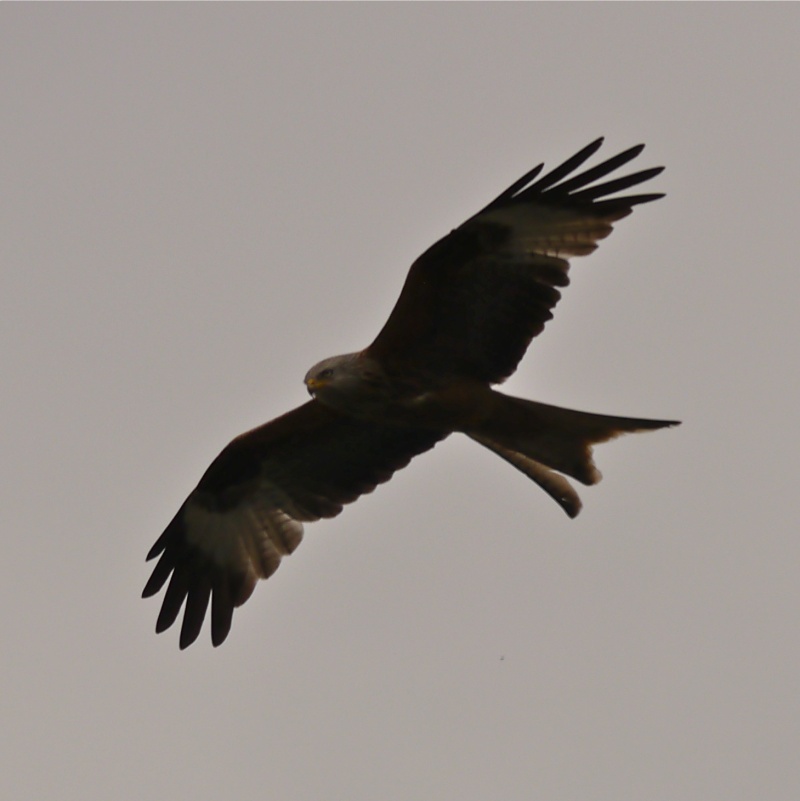 Red Kites P1000714