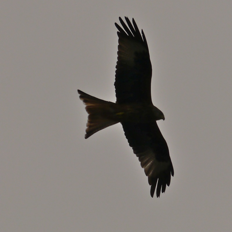 Red Kites P1000715