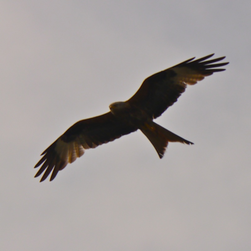 Red Kites P1000716