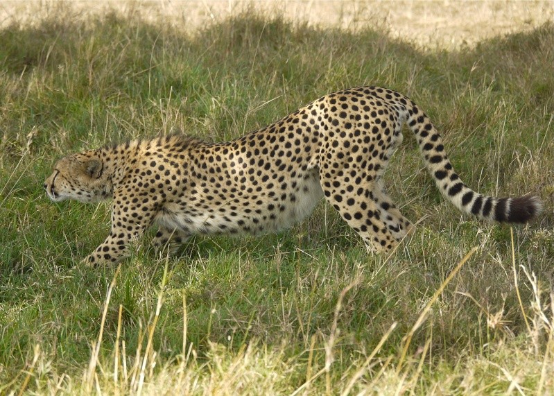 "The Runner", Mara North Conservancy, Dec. 2012 P1060311