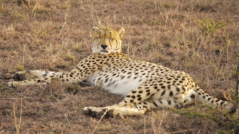 "The Runner", Mara North Conservancy, Dec. 2012 P1060710