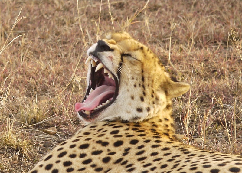 "The Runner", Mara North Conservancy, Dec. 2012 P1060711