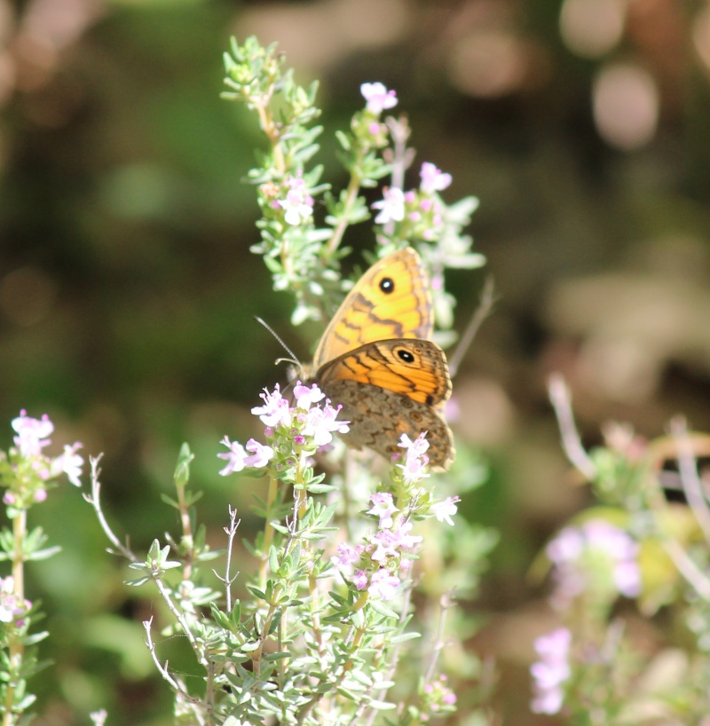 Nectar de thym pour papillon 024_110