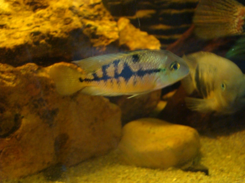 poissons pour 8 juin Dsc02312