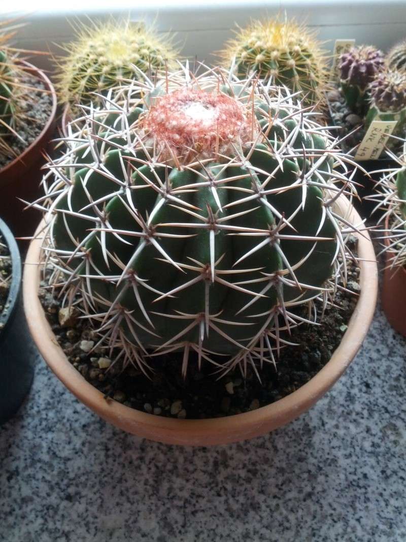 Melocactus concinnus