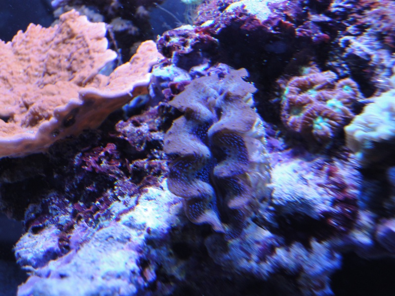 le blenny d'acropora37 00114