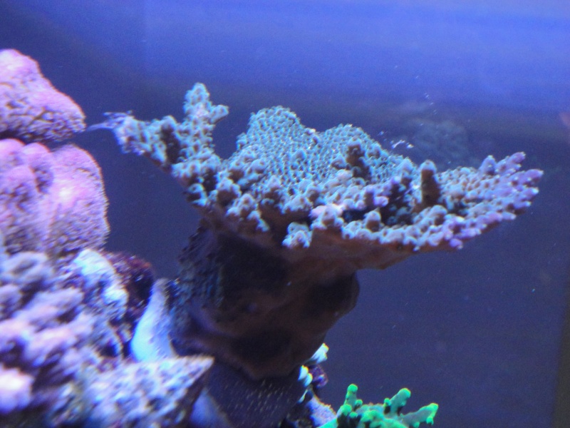 le blenny d'acropora37 00411