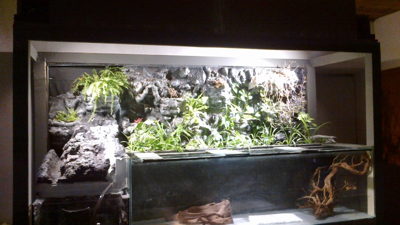 paludarium polystyrene - Page 4 05062011