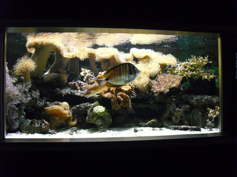 Ma visite à l'aquarium de Nancy 111