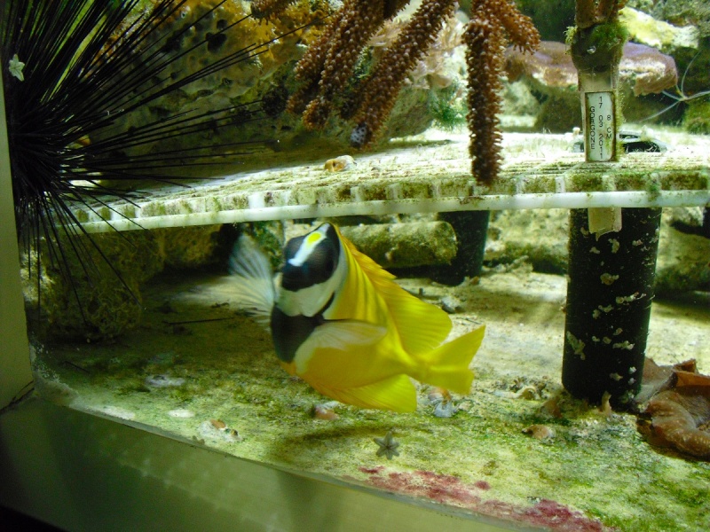 Ma visite à l'aquarium de Nancy Cimg3758