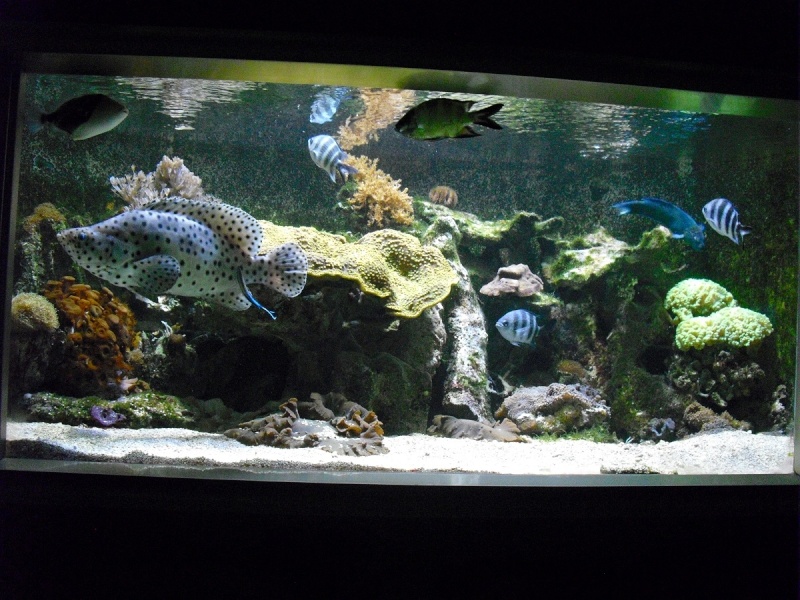 Ma visite à l'aquarium de Nancy Cimg3815