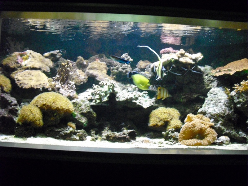 Ma visite à l'aquarium de Nancy Cimg3817