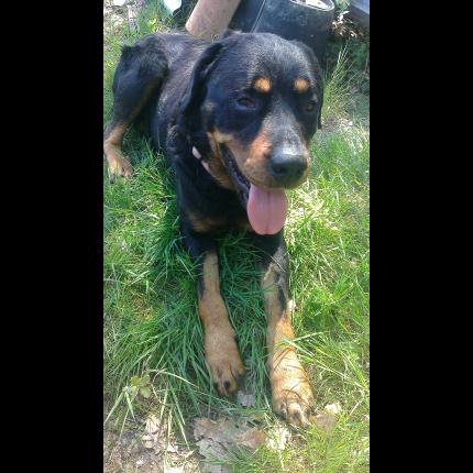 URGENT PEPERE 3 ANS X ROTTWEILLER  64595_10