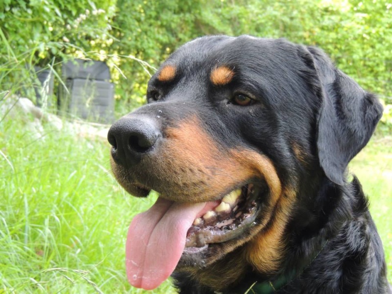 URGENT PEPERE 3 ANS X ROTTWEILLER  94277210