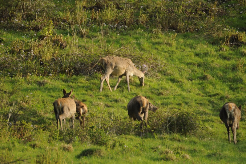 enfin j'ai mon albinose en photo à vous de la trouver _dsc3011