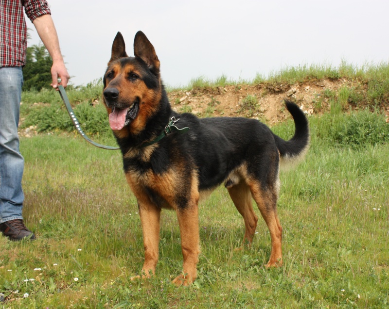 APACHE - type berger allemand - 8ans1/2 Img_6710