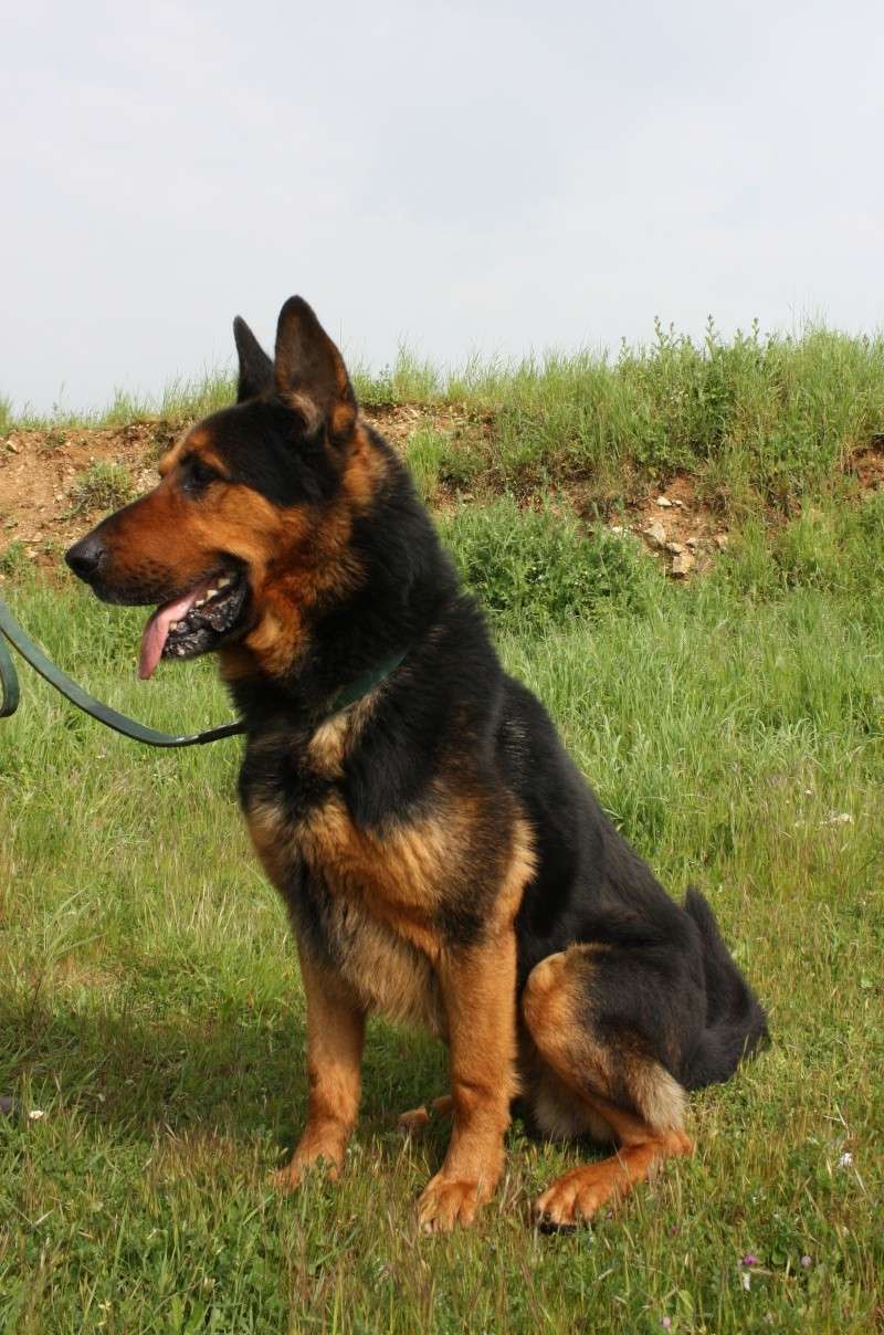 APACHE - type berger allemand - 8ans1/2 Img_6712
