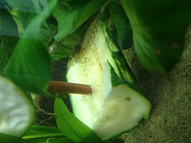 caridina multidentata - Repro Caridina multidentata ? Photo10