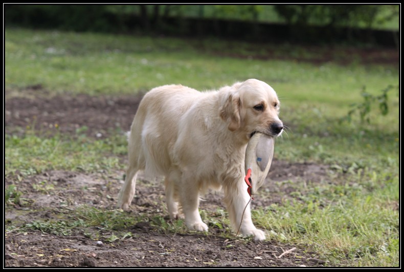 golden - Des chiots Golden pour bientot ! - Page 2 Img_3517