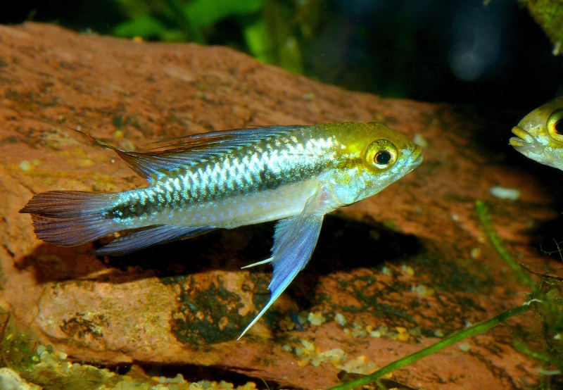 Repro d'un Cichlidae nain bien sympa : Apistogramma trifasciata Apisto20