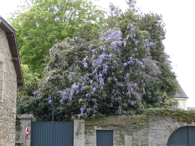 Arbres en fleurs  00111