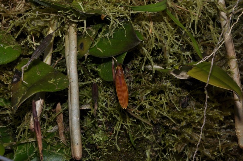 restrepia brachypus - Page 2 2012-010