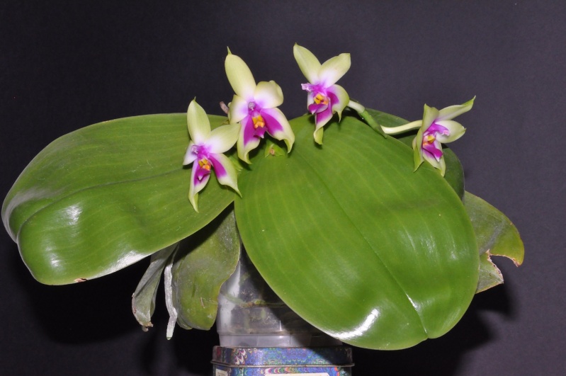 Phalaenopsis bellina Dsc_0021