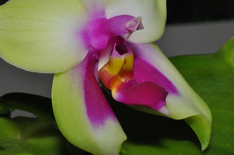 Phalaenopsis bellina Dsc_0022