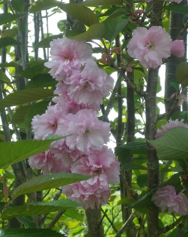 Prunus serrulata 'Royal Burgundy' 17042017