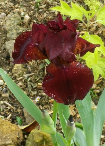 Iris  - Page 8 19052010