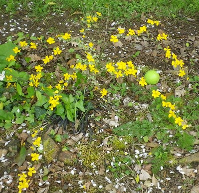 Kerria japonica  'Picta' ou'Variegata' !!! 20042012